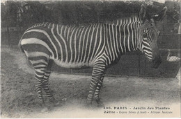 Animaux -    Paris   75005  Jardin  Des Plantes    -  Zebre  Afrique Australe - Zèbres