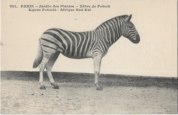 Animaux -    Paris   75005  Jardin  Des Plantes    -    Zebre De  Potock  - Afrique Sud - Est - Cebras