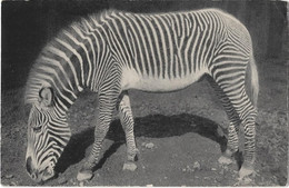 Animaux -    Paris   Parc Zoologique Du Bois De Vincennes  75 -  Un  Zebre De Grevy - Zebras