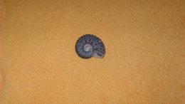 PETITE FOSSILE AMMONITE DIM. 3,5CM X 3CM..POIDS 24 GRAMMES - Fossils