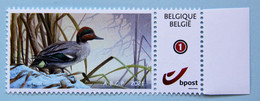 Sarcelle D'hiver   ABCP 2021 - 1985-.. Vögel (Buzin)