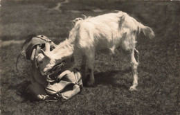 Chèvre En Gruyère - Sac De Montagne - Glasson Cacher Gruyères 1953 - Gruyères