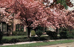 Le Logis Cerisiers En Fleurs - Boitsfort - Bosvoorde - Watermaal-Bosvoorde - Watermael-Boitsfort