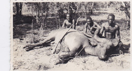 Photo Afrique A E F Oubangui Chari Chasse Safari 3 Chasseurs Autochtones Avec Leur Trophée Un Buffle Réf 15090 - Afrique
