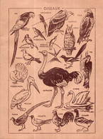 Semelles, Talons, Chaussures MORVAN - Dos Illustré De Divers OISEAUX - Protège-cahiers