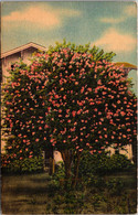 Mississippi Jackson The Crepe Myrtle City Of The South - Jackson