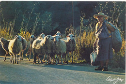 CPM GF ( Photo D'art Signée) -22555 -Espagne -Formentera--Berger Et Moutons - Envoi Gratuit - Formentera