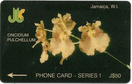 @+ Jamaique - Oncidium Pulchellum - Code : 1JAMD - Ref : JAM-1D - Giamaica