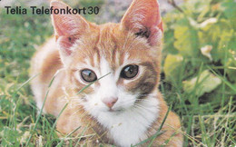 TARJETA DE SUECIA DE UN GATO (CAT) - Cats