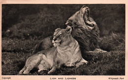 Whipsnade (Park) - Lion And Lioness - Autres & Non Classés