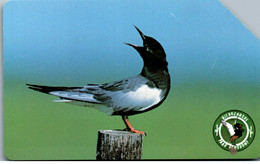 32761 - Polen - Vogel , Bird - Poland