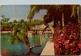 Florida Silver Springs Horse Shoe Palm 1953 - Silver Springs