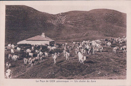 France 01, Chalet Du Jura Et Troupeau En Pays De Gex (443) - Gex