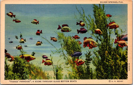 Florida Silver Springs Fishes Paradise Seen Through Blass Bottom Boats Curteich - Silver Springs