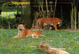 ! 1993 Ansichtskarte Singapur, Singapore, Zoo, Tiger - Tigers