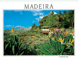 Portugal - Madeira - Funchal - Unn Aspecto Do Jardim Botânico - Un Aspect Du Jardin Botanique - Fleurs - CPM - Carte Neu - Madeira