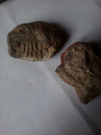 2 Fossiles Insecte Et Coquille (voir Scanne) - Fossils