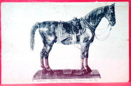 CARTOLINA  NON VIAGGIATA - ARMERIA TORINO - CAVALLO - FAVORITO DEL RE - CARLO ALBERTO - Musées