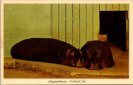 Oregon Portland Zoological Gardens Hippopotamus - Portland