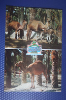 Spain España Espagne Comunidad Valenciana Alicante ELCHE RÍO SAFARI Zoo / - Camel- - Zèbres