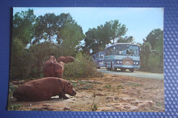 Mallorca, Safari Zoo, Hippo - Old Postcard - Hippopotamuses