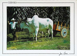 ► CPSM  Costa Rica  Boyero Con Carreta Tipica Attelage - Costa Rica