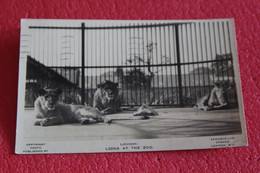 London Lions At The Zoo 1929 - Altri & Non Classificati