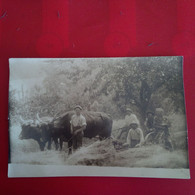 CARTE PHOTO PAYSANS ATTELAGE BOEUF MACHINE AGRICOLE - Paesani