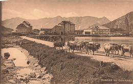 Hospice Du Gothard - Vaches Troupeau Animée - Sonstige & Ohne Zuordnung