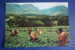 AFRICA, MALAWI  - Tea Picking-   Old Postcard - Malawi