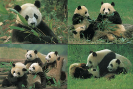 China Postcard，panda，12 Pcs - China