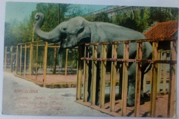Barcelona Jardin Zoologico El Elefante Baby - Barcelona