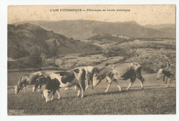 01 L'ain Pittoresque Troupeau De Vaches Paturages En Haute Montagne Ed Photo Ehrer , Bellegarde - Bellegarde-sur-Valserine