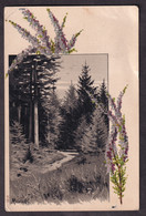 A. Mailick - Landscape / Postcard Circulated - Mailick, Alfred