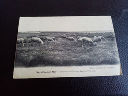 H6- MOUTONS AU PÂTURAGE DANS LES PRÈS SALÉS - Noyelles-sur-Mer