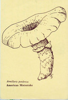 Carte Dessin  Champignon, - Mushrooms