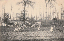 MIREBEAU-en-POITOU. -  Pâturage Mirebalais. Carte RARE - Mirebeau