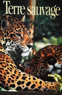 ► CPSM  Couple De Jaguars Au Belize - Belize