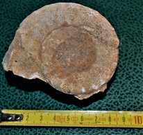 Jolie Ammonite De 8x8cm Avec Petite Ammonite Au Dos 270 Grammes - Fossiles