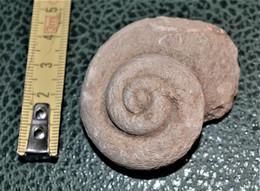 Jolie Fossile D'escargot 6x 8 Cm 62 Grammes - Fossilien