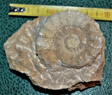 Jolie Ammonite De 10 X 7 Cm De 254 Grammes - Fossils