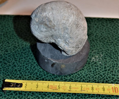 Jolie Nautile Fossilisé De 6 X 5 Cm Sur Socle Carotte De Schiste De 231 Grammes - Fossiles