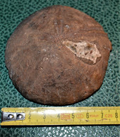 Jolie Oursin Fossilisé De 9 X 9 Cm De 200 Grammes - Fossielen