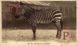 Grevy's Zebra And Young  ANIMALES ANIMALS LES ANIMAUX - Zèbres