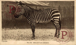 Mountain Zebra  ANIMALES ANIMALS LES ANIMAUX - Cebras