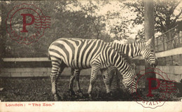 London: The Zoo, Zebra  ANIMALES ANIMALS LES ANIMAUX - Zèbres