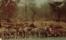 Zebra Wildebeste Impala  ANIMALES ANIMALS LES ANIMAUX - Zèbres