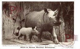 White Or Square Mouthed Rhinoceros Rinocernotes ANIMALES ANIMALS LES ANIMAUX - Rinoceronte