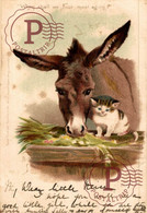 When Shall We Four Meet Again?  Burros Gatos ANIMALES ANIMALS LES ANIMAUX - Anes