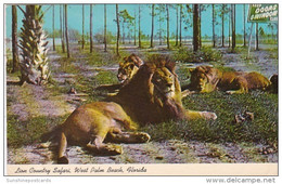 Florida West Palm Beach Lions At Lion Country Safari 1970 - West Palm Beach